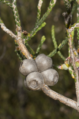 Melaleuca inops