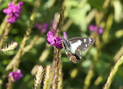 Catasticta sisamnus