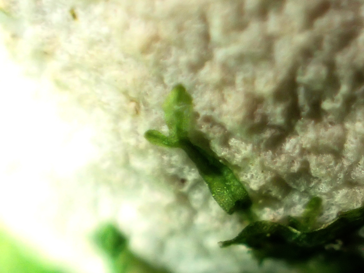 Liverwort on puffball