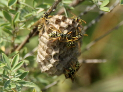 Polistes mongolicus
