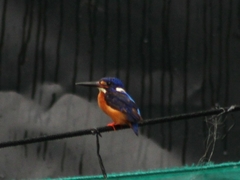 Alcedo meninting