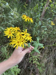 Senecio velleioides