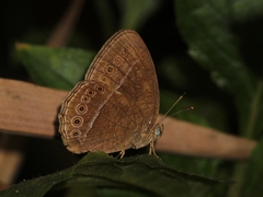 Mycalesis janardana