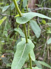 Senecio velleioides