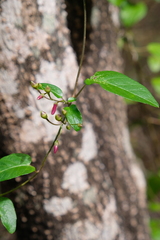 Jacquemontia solanifolia