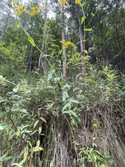 Senecio velleioides