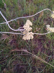 Helichrysum nudifolium