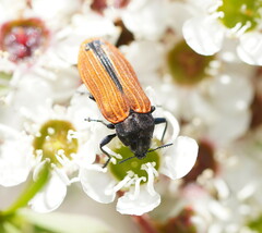 Castiarina erythroptera