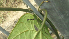 Odontomantis planiceps