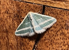 Mixocera frustratoria