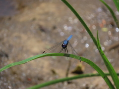 Trithemis