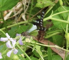 Graphium macleayanus