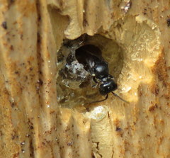 Passaloecus