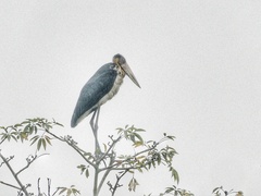 Leptoptilos javanicus