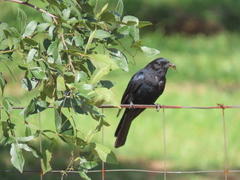 Melaenornis pammelaina