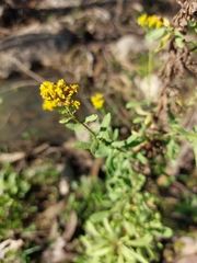 Achillea ageratum
