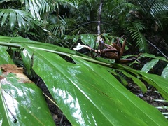Alpinia arctiflora