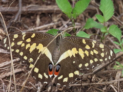 Papilio demodocus demodocus