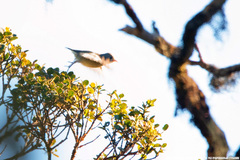 Dicaeum erythrorhynchos