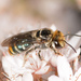 Green-and-gold Nomia Bee - Photo (c) John Walter, some rights reserved (CC BY-NC), uploaded by John Walter