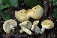 Lactarius mairei