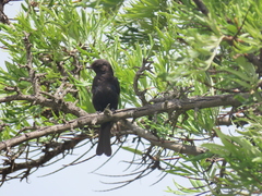 Melaenornis pammelaina