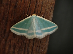 Mixocera frustratoria