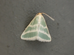 Mixocera frustratoria