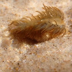 Fiona pinnata