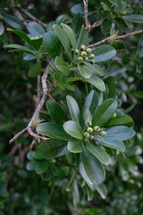 Canella winterana