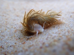 Fiona pinnata