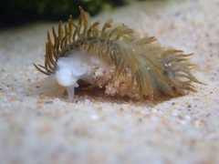 Fiona pinnata