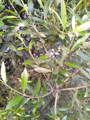 Olea europaea cuspidata