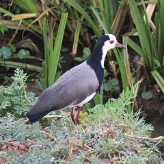 Vanellus crassirostris