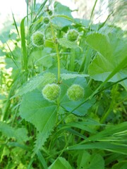 Urtica pilulifera