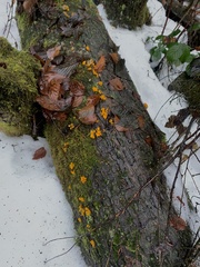 Dacrymyces