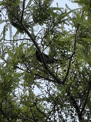 Anthornis melanura
