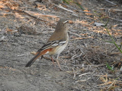 Cercotrichas leucophrys