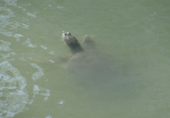 Apalone spinifera emoryi