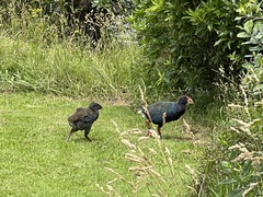 Porphyrio hochstetteri