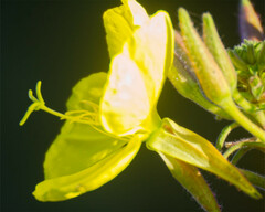Oenothera elata hookeri