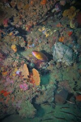 Austrolabrus maculatus