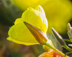 Oenothera elata hookeri