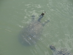 Apalone spinifera emoryi