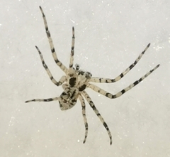 Philodromus margaritatus