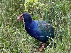 Porphyrio hochstetteri