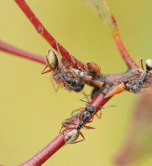 Camponotus suffusus bendigensis