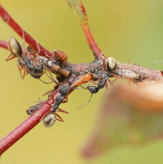 Camponotus suffusus bendigensis