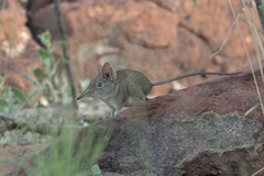 Elephantulus myurus