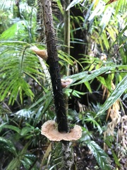 Cymatoderma dendriticum